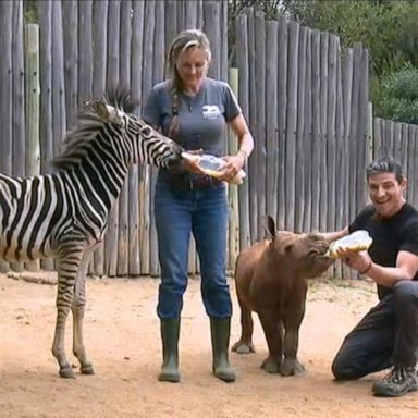 VIDEO: Baby rhino and zebra are BFFs