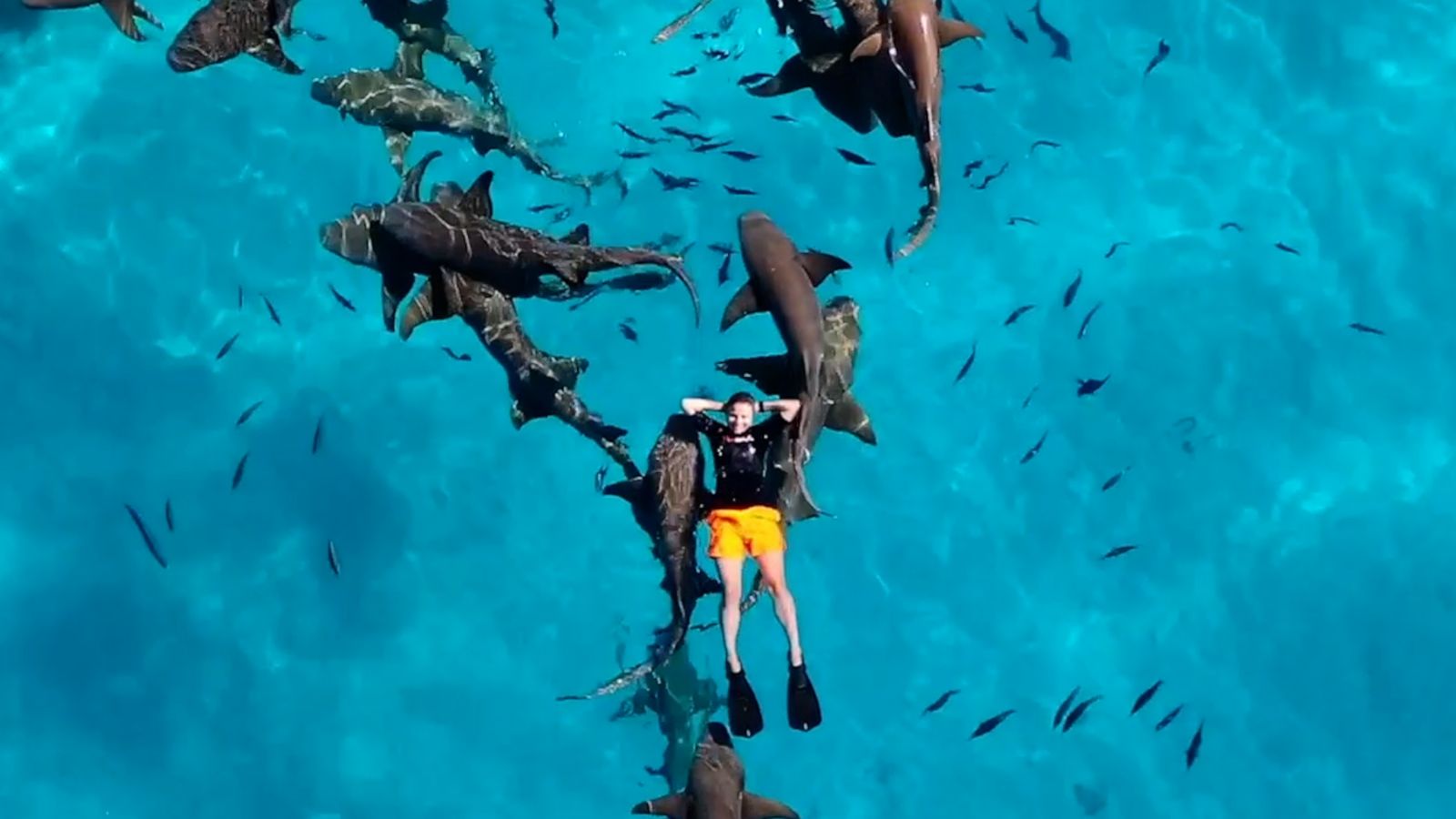 VIDEO: Swimmer fearlessly floats above school of sharks