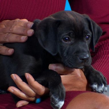 VIDEO: North Shore Animal League holds 28th annual global adopt-athon