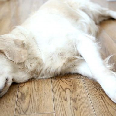 VIDEO: Warning signs your dog may be feeling blue