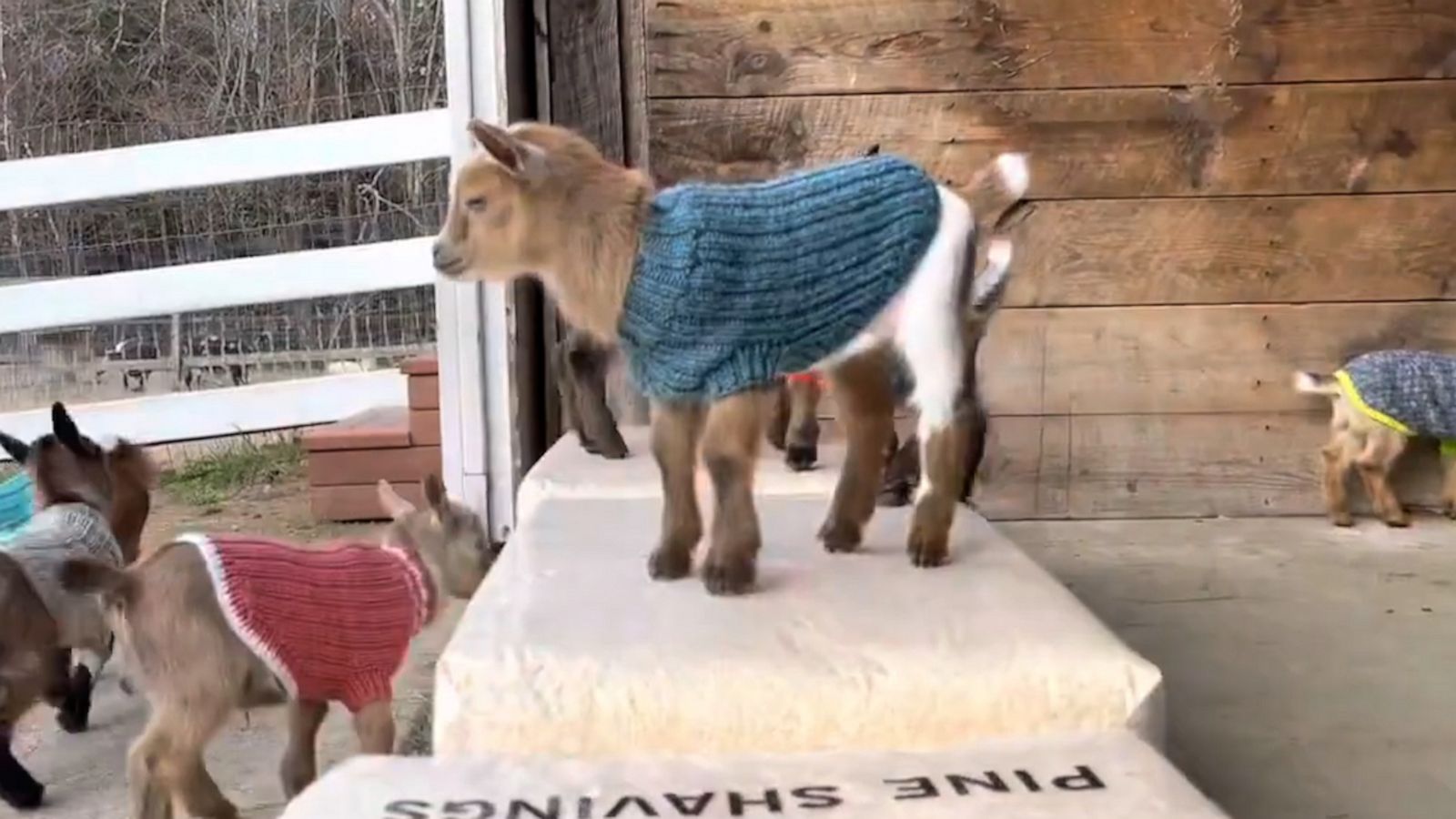 VIDEO: These baby goats look distinguished in their turtlenecks and sweaters