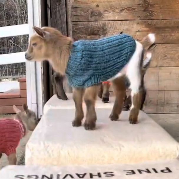 baby goats in sweaters