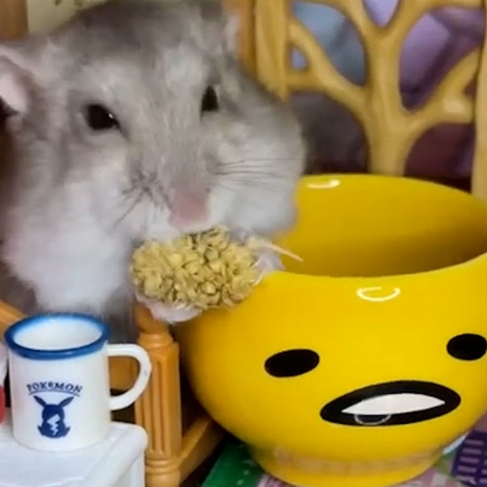 This hamster has zero table manners