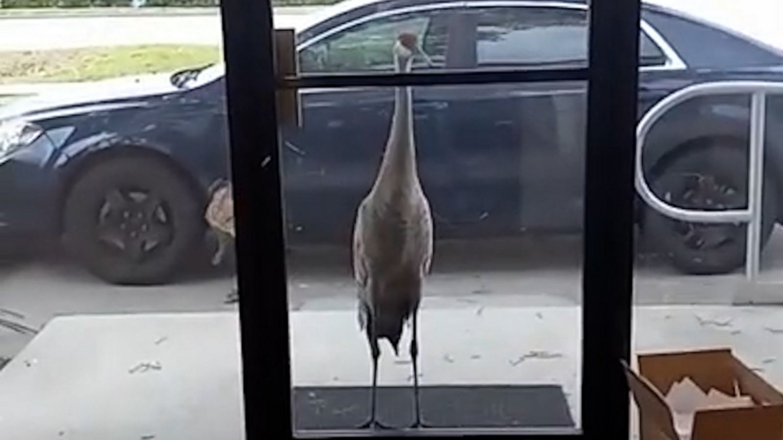 VIDEO: Knock, knock: Cranes pay visit to Florida office