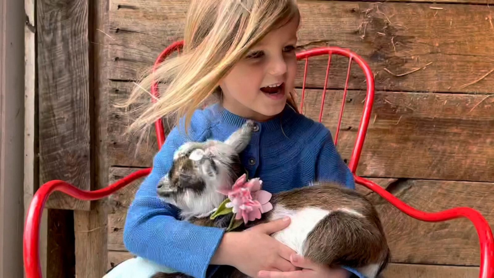 VIDEO: Adorable girl creates her own lullaby to sing to baby goat