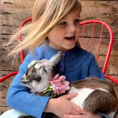 VIDEO: Adorable girl creates her own lullaby to sing to baby goat