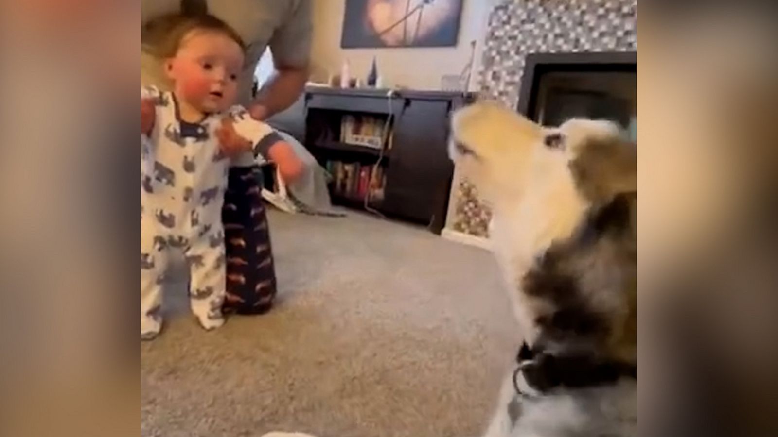 VIDEO: Husky cheers baby brother on as he takes first steps