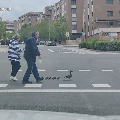 VIDEO: Couple helps ducks cross the road