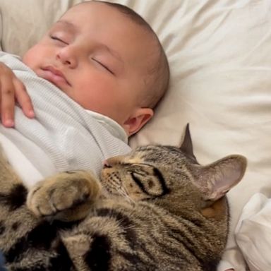 VIDEO: I think the cat and the baby are getting along just fine... 