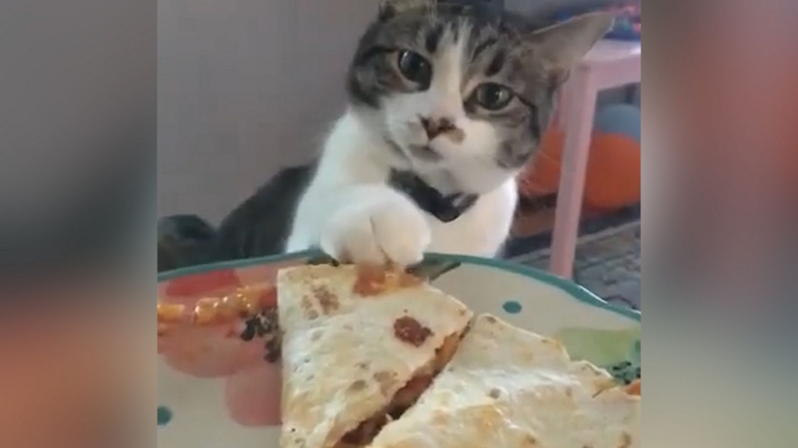 VIDEO: Curious kitty tries to swipe quesadilla