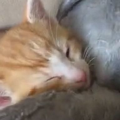 VIDEO: Foster kitten adorably learns to play with stuffed toy