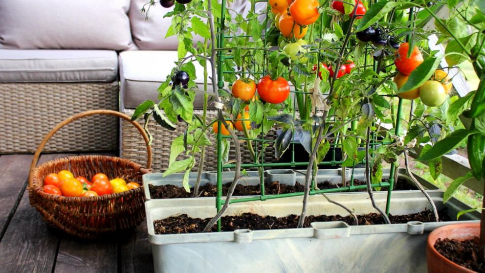 How home gardens can save you some green on fresh produce amid