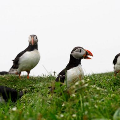 VIDEO: ‘GMA’s’ Michael Strahan learns about puffins in Iceland