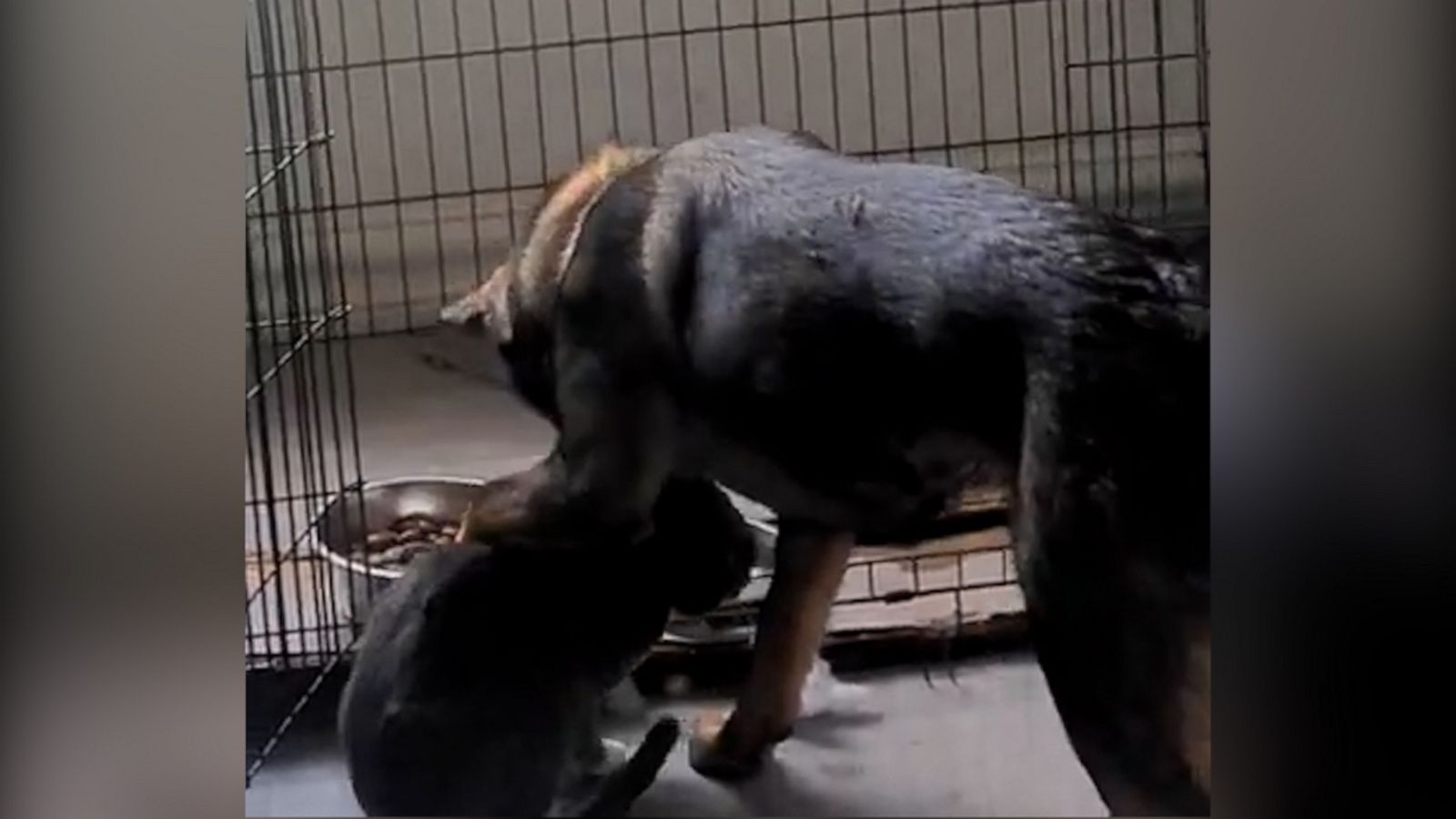 VIDEO: Cat cleverly steals dog's food