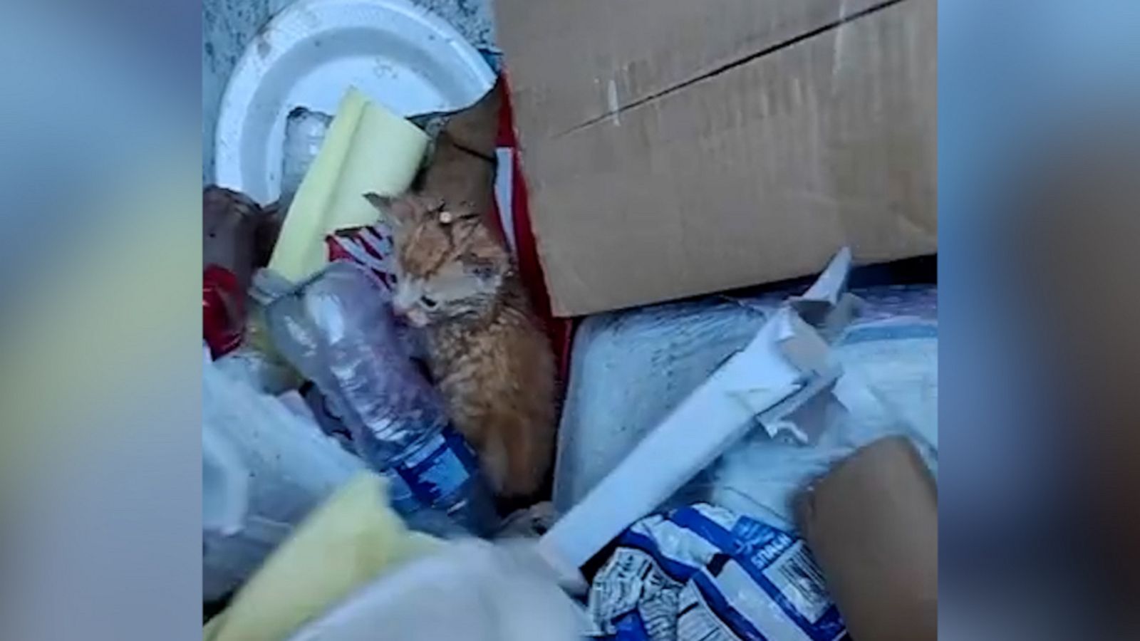 VIDEO: Trashman rescues three kittens from being thrown out on trash day