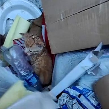 VIDEO: Trashman rescues three kittens from being thrown out on trash day