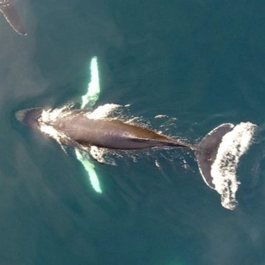 VIDEO: Michael Strahan goes whale watching in Iceland