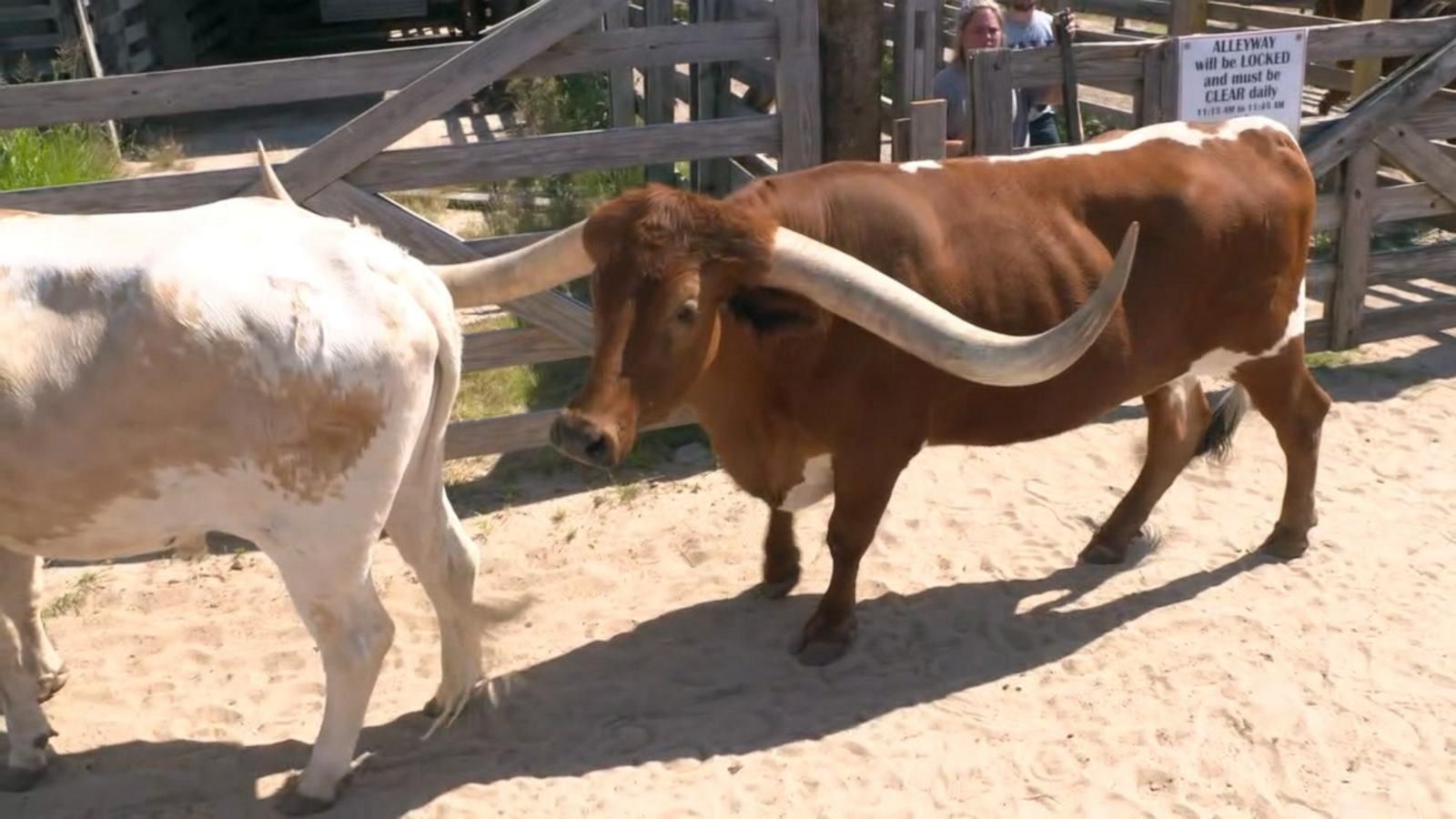 Ever dreamed of driving longhorns through the Fort Worth Stockyards? This  job is for you
