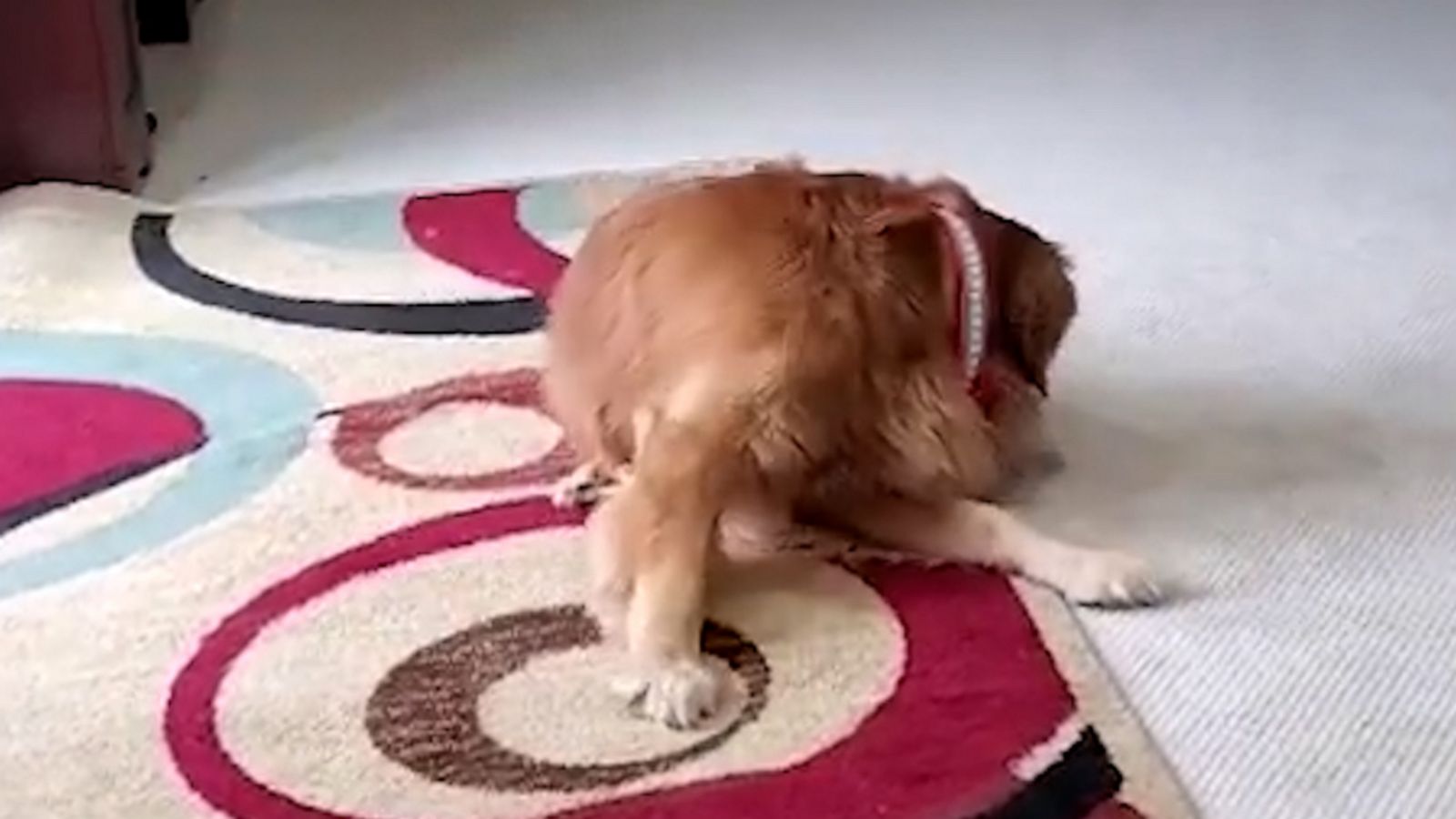 VIDEO: This dog is determined to catch his own tail