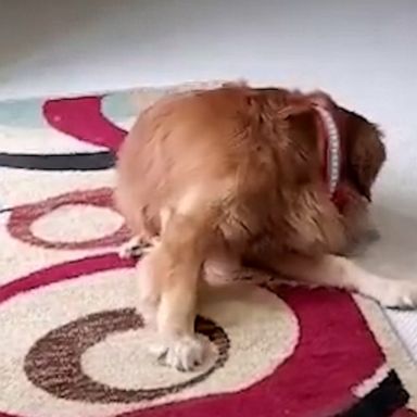 VIDEO: This dog is determined to catch his own tail