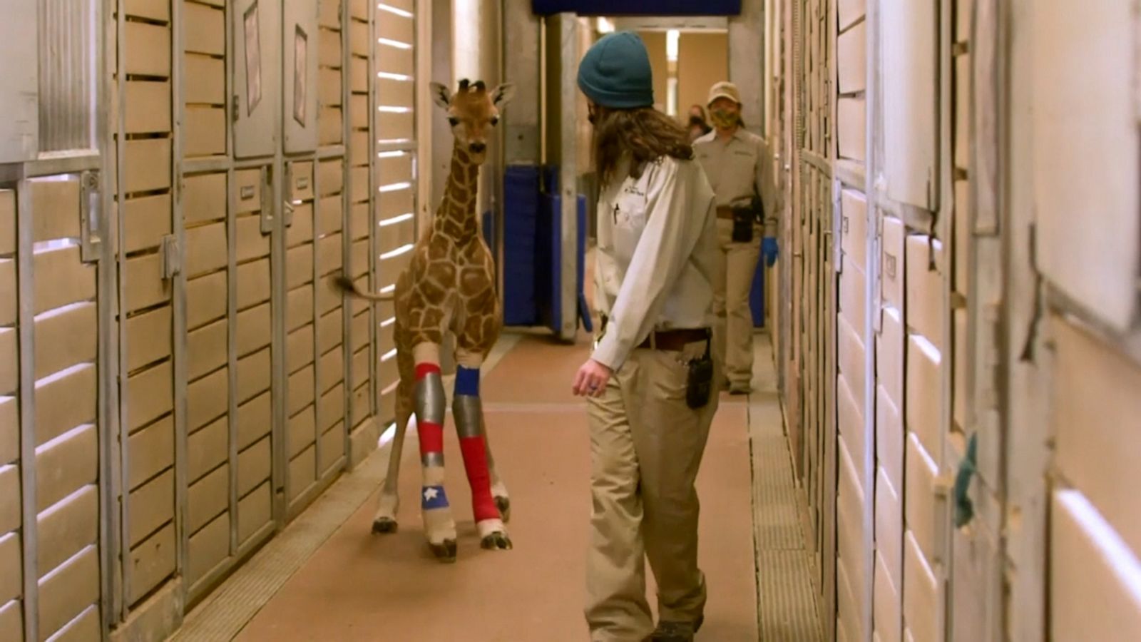 VIDEO: Giraffe gets custom braces made to fix abnormality in her legs