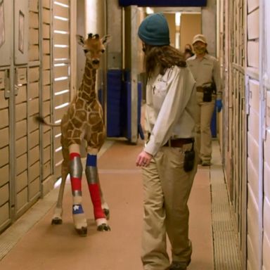 VIDEO: Giraffe gets custom braces made to fix abnormality in her legs