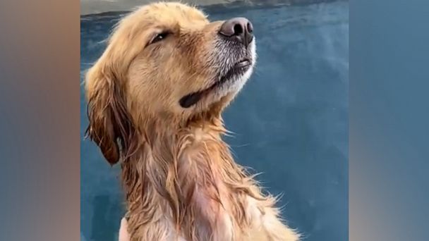 This golden retriever is inspiring us to get massages