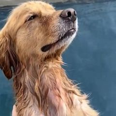 This golden retriever is inspiring us to get massages 