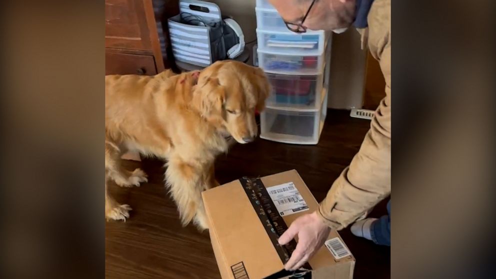 The story behind viral video of golden retriever getting a surprise