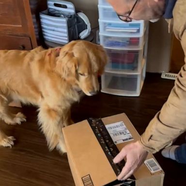 VIDEO: The story behind viral video of golden retriever getting a surprise