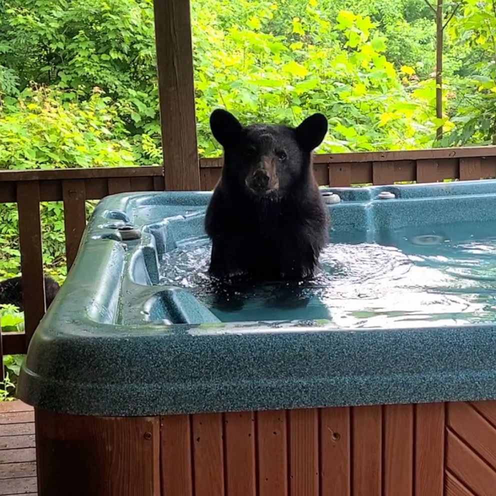 Curious bear cub takes a dip in hot tub - Good Morning America