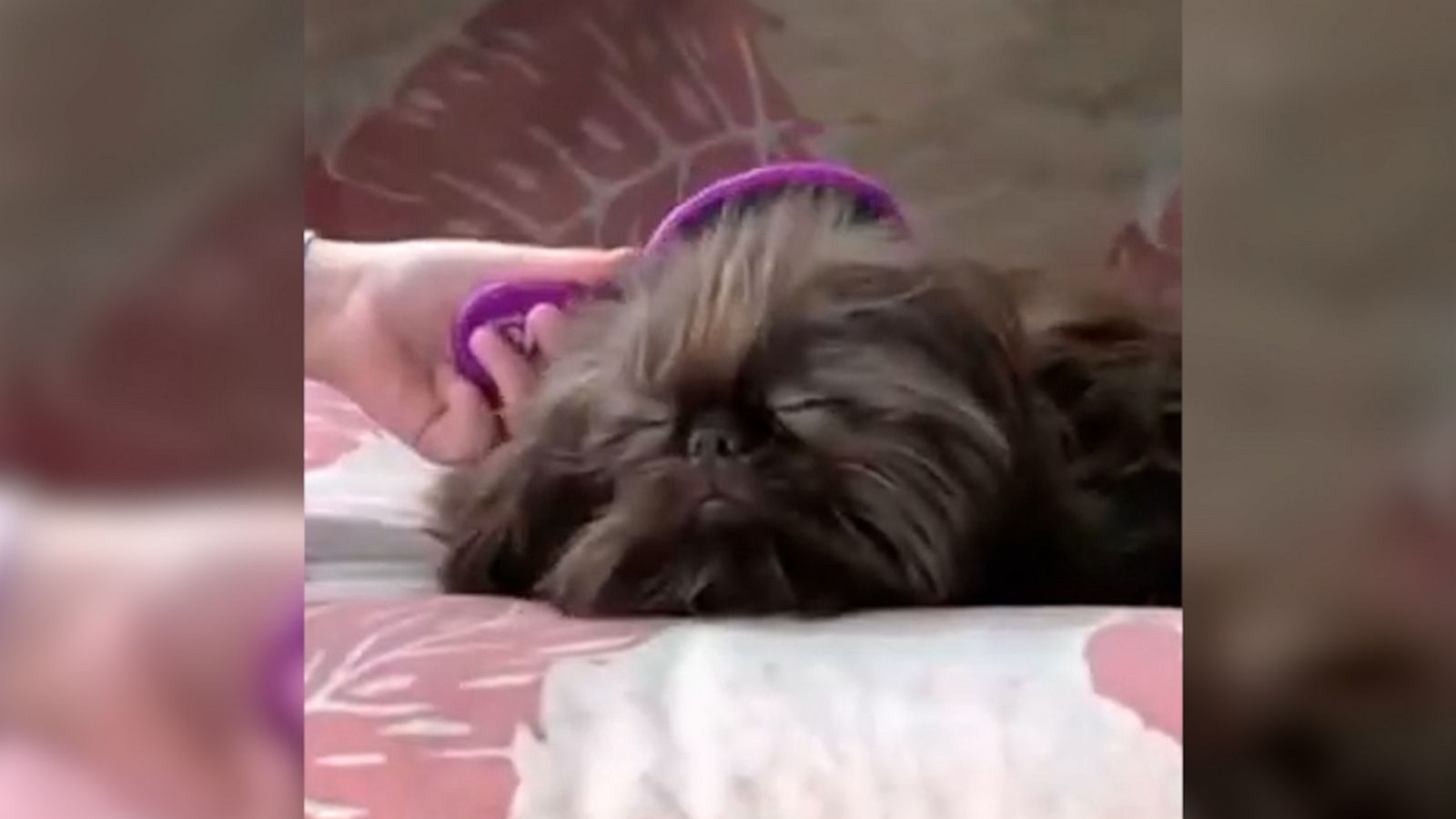 VIDEO: Pampered dog loves getting hair done by little girl