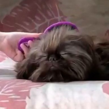 VIDEO: Pampered dog loves getting hair done by little girl 