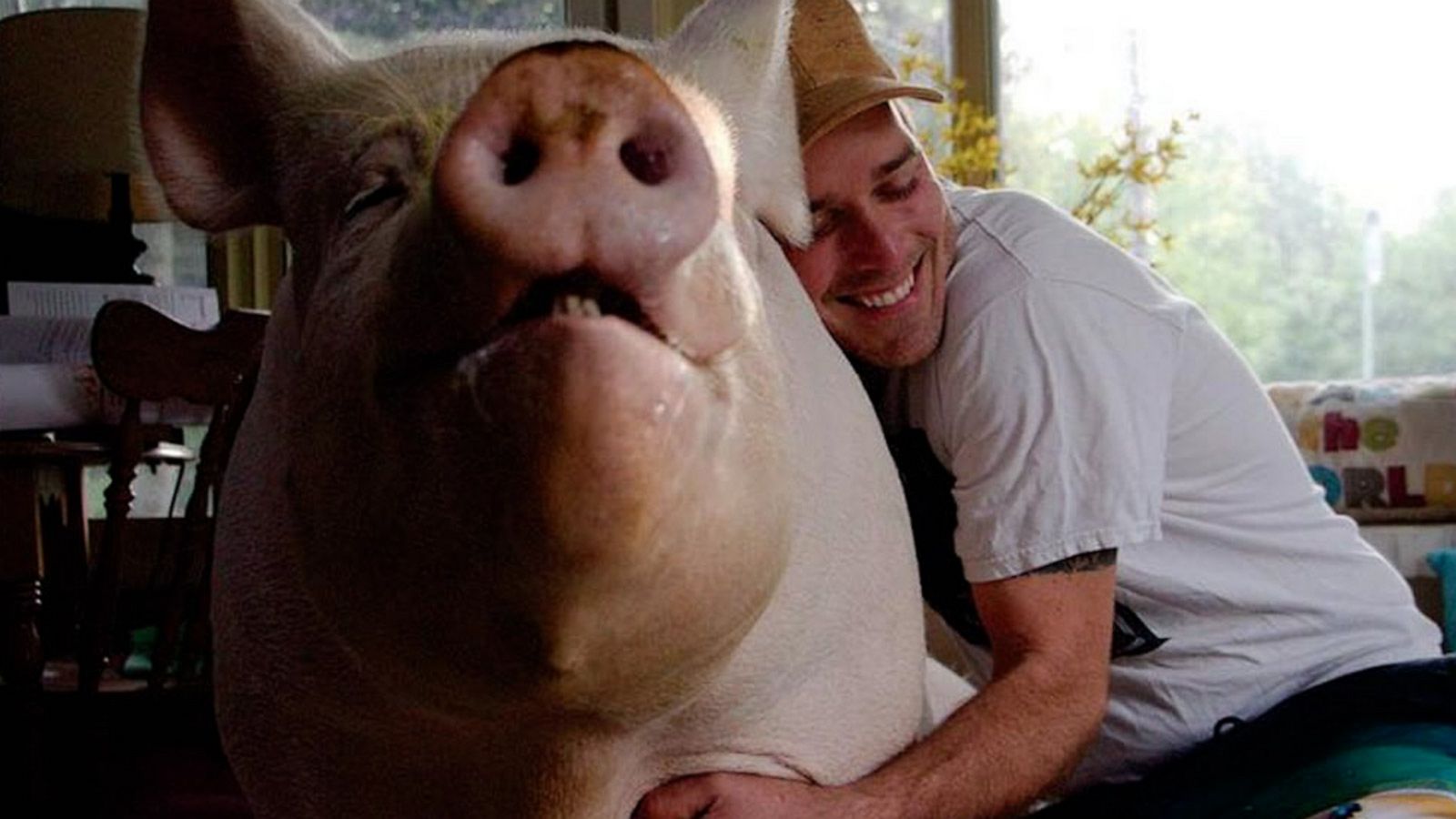 VIDEO: Man thought he was adopting ‘micro-pig’ but now has 600 pound pig in his house