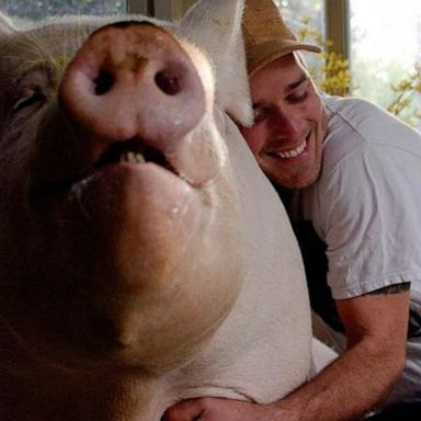 VIDEO: Man thought he was adopting ‘micro-pig’ but now has 600 pound pig in his house