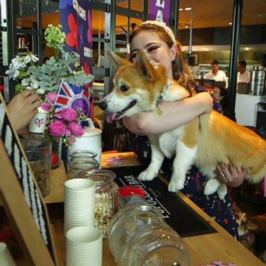 VIDEO: Check out 1-day ‘Corgi Café’ pop-up event