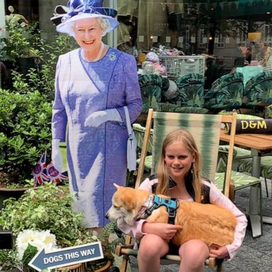 VIDEO: Please enjoy this royally adorable ‘Corgi Cafe’