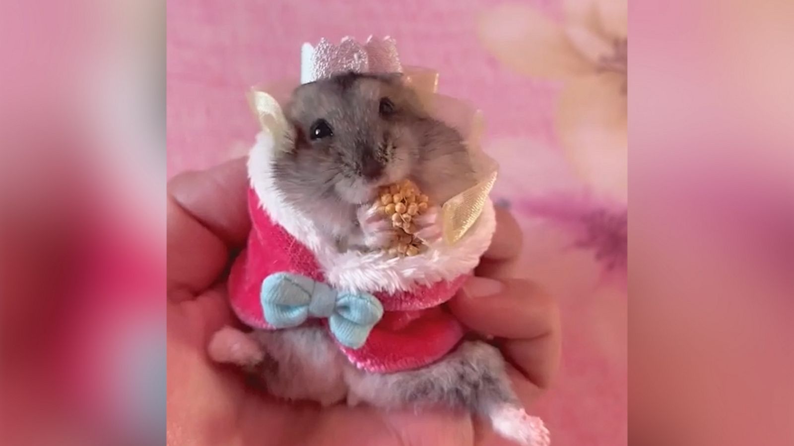 VIDEO: Adorable hamster celebrates the queen's Platinum Jubilee in a royal robe and crown