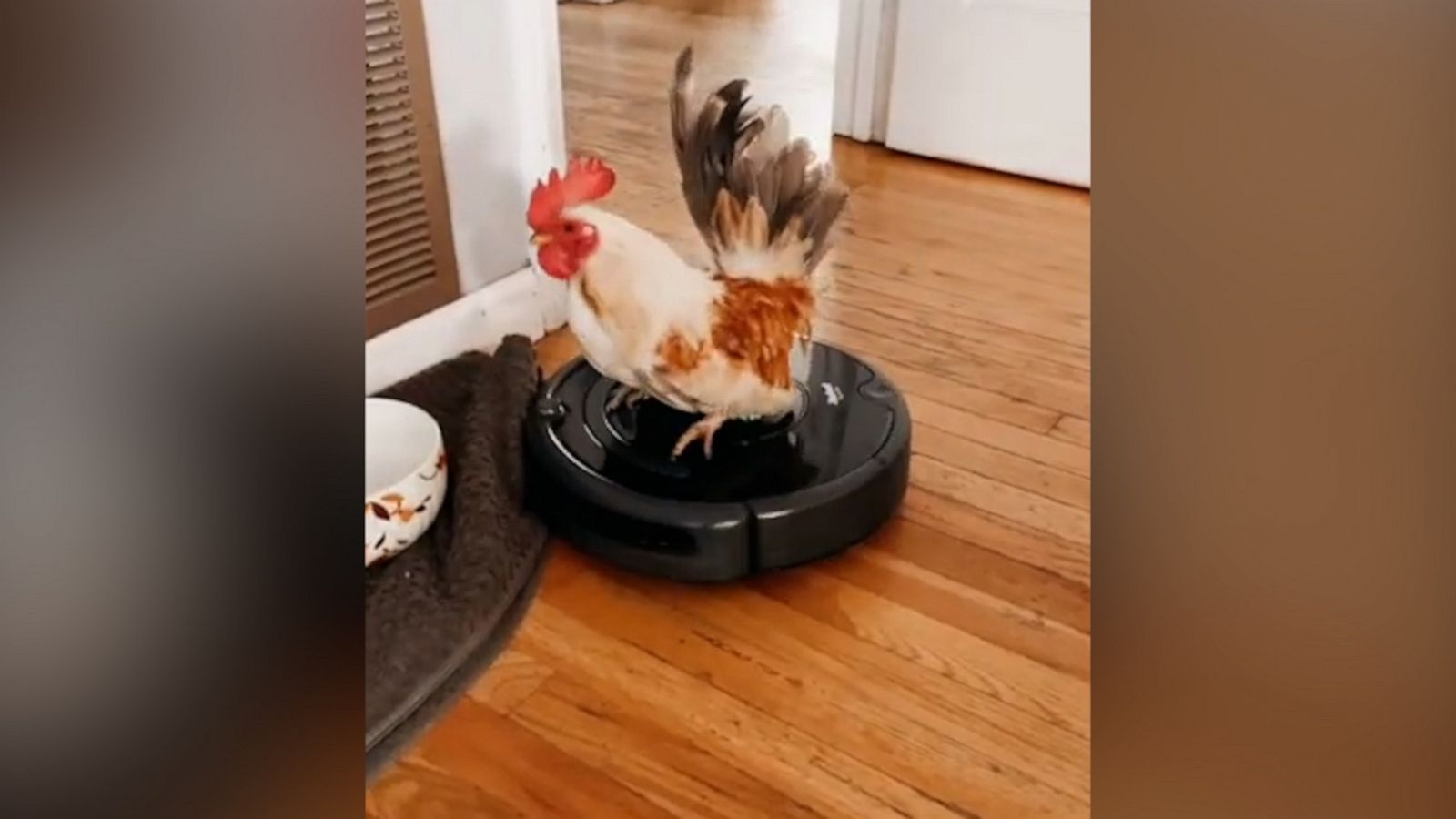 VIDEO: Watch this rooster ride the vacuum