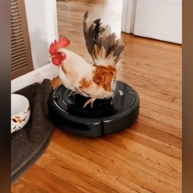 VIDEO: Watch this rooster ride the vacuum