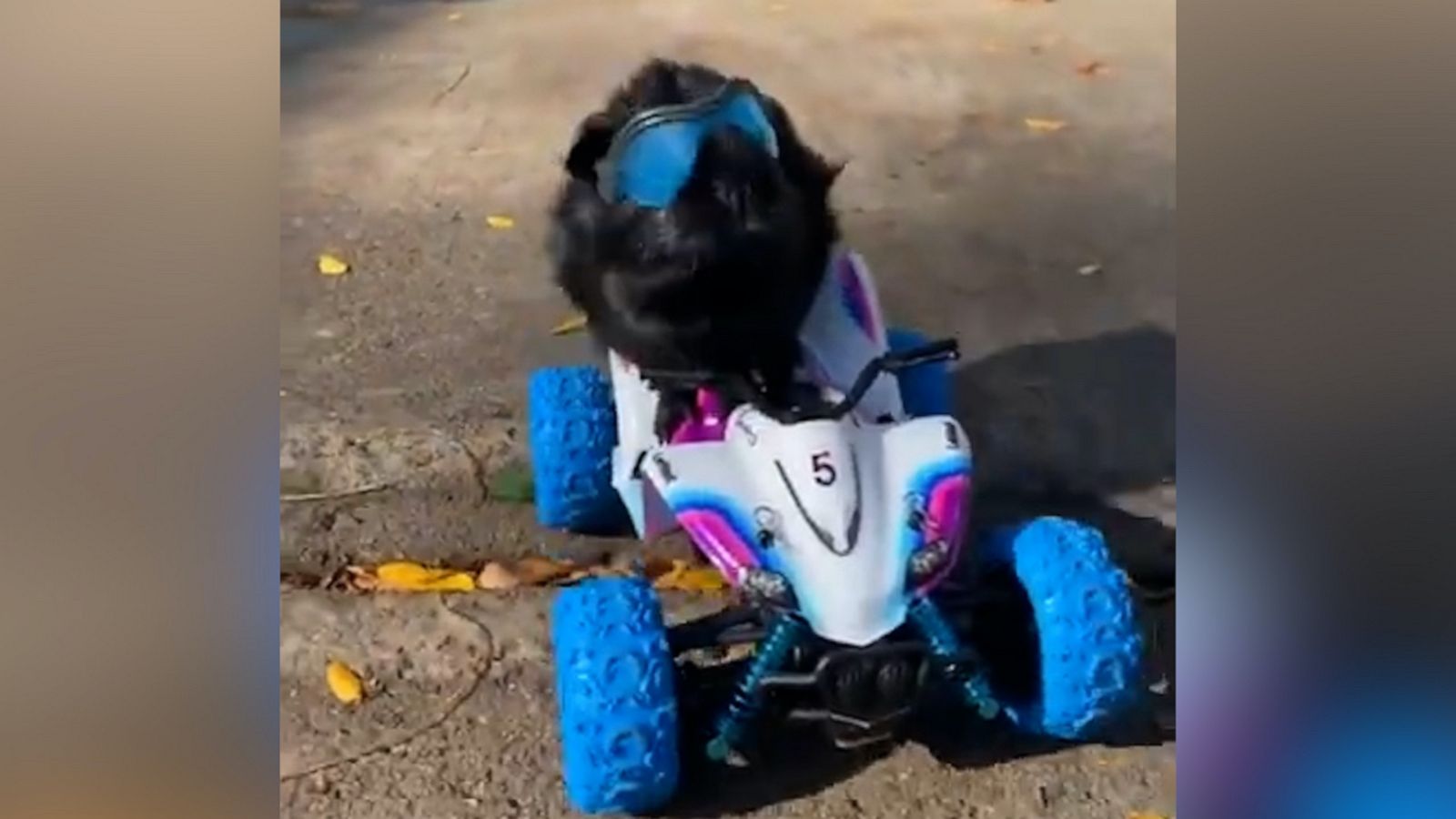 VIDEO: Stylish guinea pig takes a ride on toy ATV