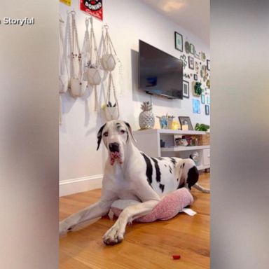 VIDEO: 5-year-old Great Dane tries to fit into small bed of 12-pound pooch