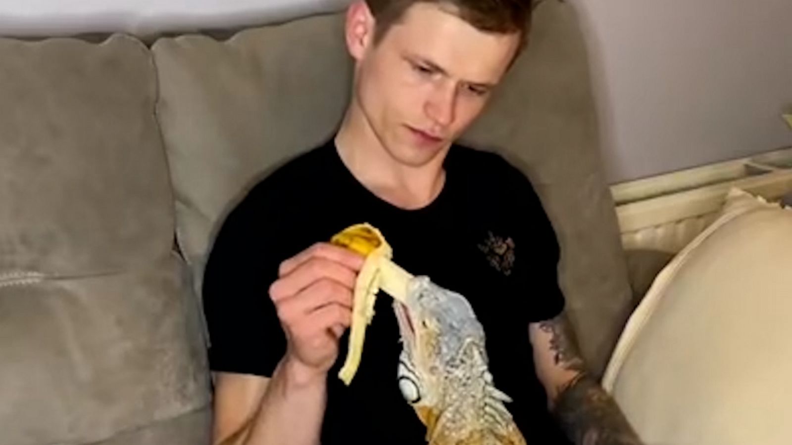 VIDEO: Watch this man's pet iguana enjoy a tasty banana