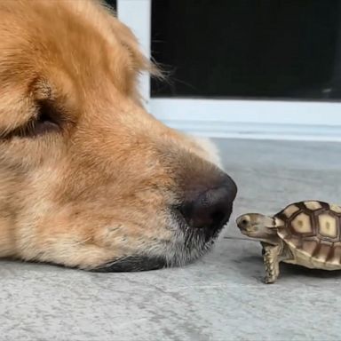 VIDEO: Not even this tiny tortoise can fight the urge to ‘boop’ this golden retriever’s nose 