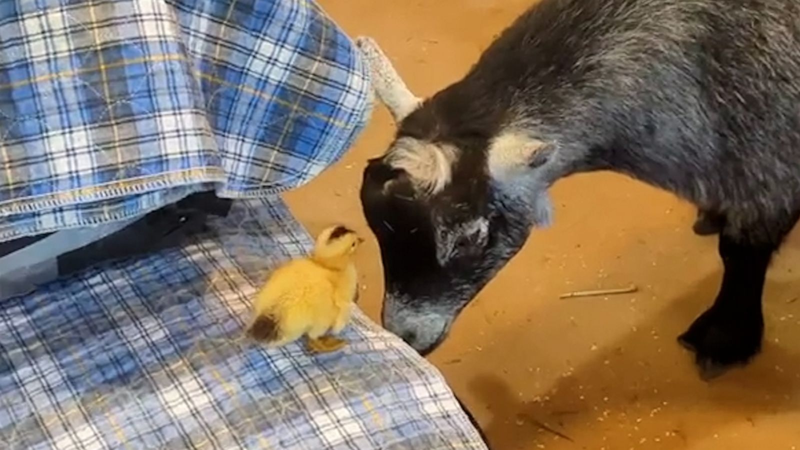 VIDEO: Duckling’s friendship with goats is the sweetest thing you'll see all day