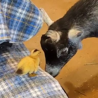 VIDEO: Duckling’s friendship with goats is the sweetest thing you'll see all day