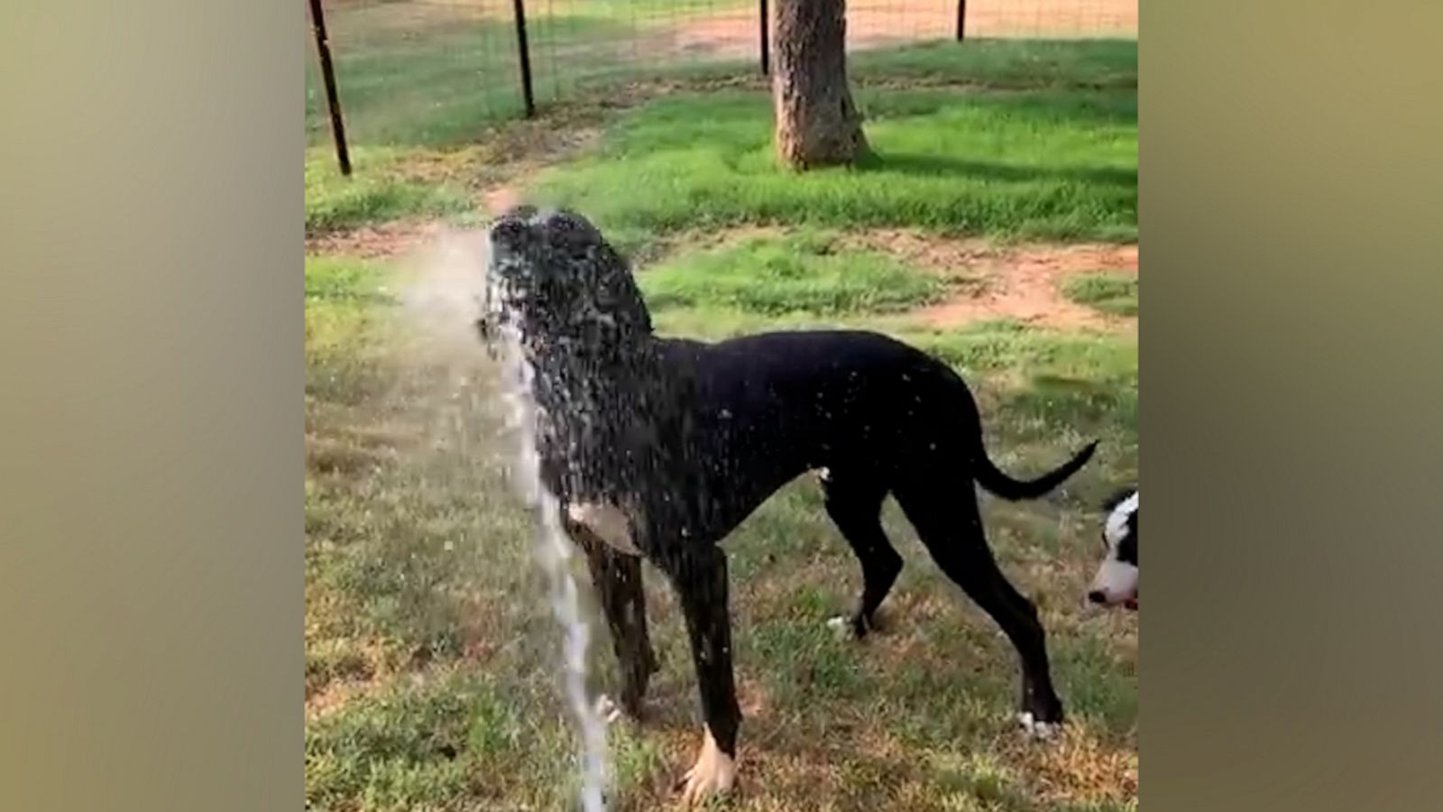 VIDEO: Dogs beat the Texas heat with the help of a hose