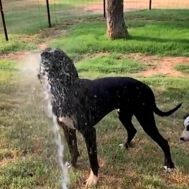 VIDEO: Dogs beat the Texas heat with the help of a hose