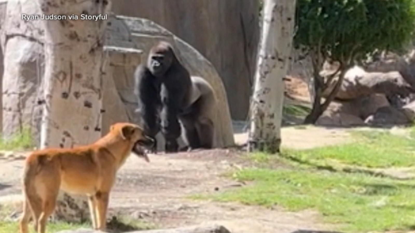 Stray dog wanders into gorilla enclosure - Good Morning America