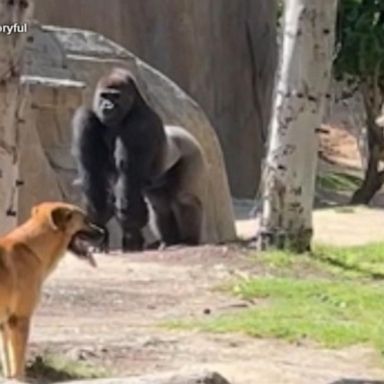 VIDEO: Stray dog wanders into gorilla enclosure